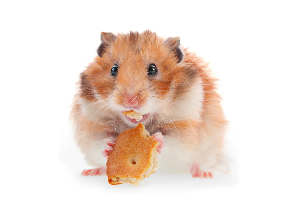 Cookie Vorschau